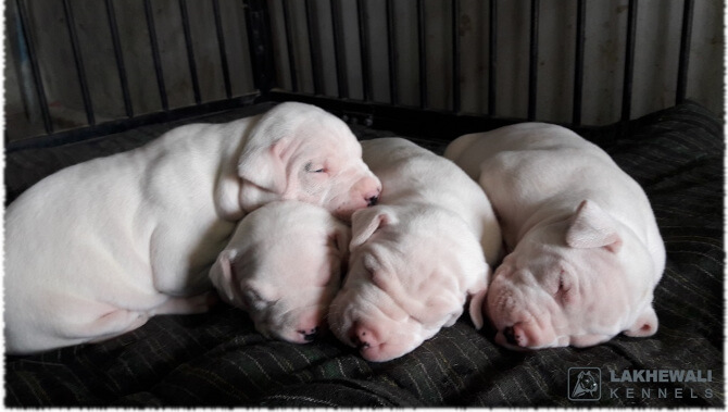 Argentino Dogo Puppies